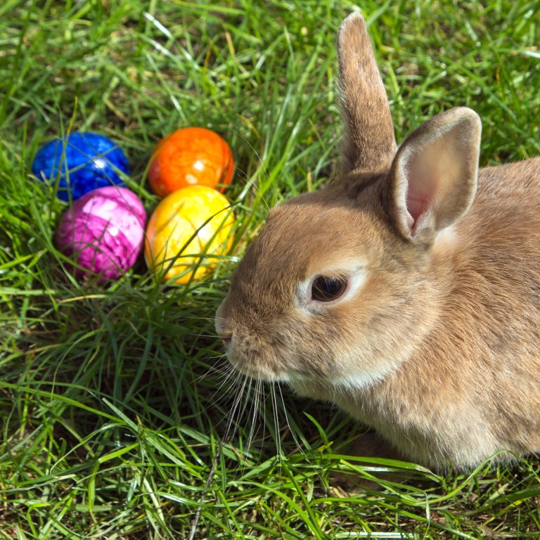 Court ruling vindicates couple who lost foster girls over refusal to say Easter Bunny is real